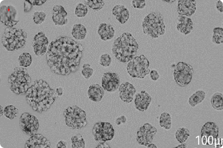 3D Cell Culture