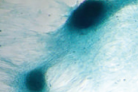 Regenerative Medicine and Tissue Engineering Research