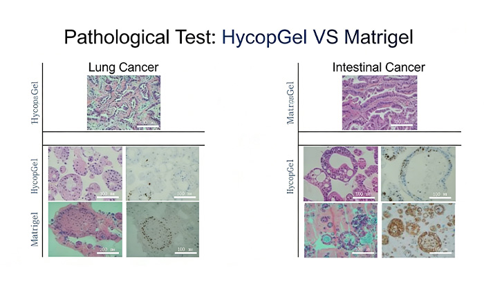 Morphology and Growth Performance vs. Conventional Matrigel Control